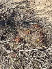 Ferocactus viridescens