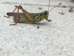 Melanoplus femurrubrum