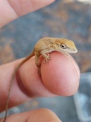 Anolis nebulosus
