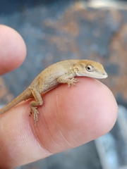 Anolis nebulosus