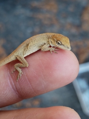 Anolis nebulosus
