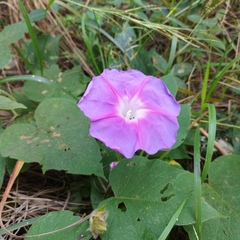 Ipomoea villifera