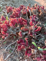 Mesembryanthemum crystallinum