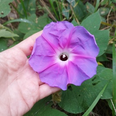 Ipomoea villifera