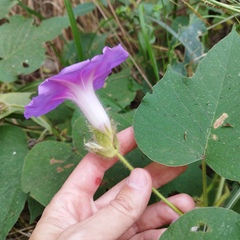 Ipomoea villifera