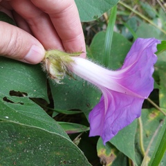 Ipomoea villifera