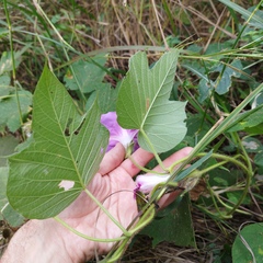 Ipomoea villifera