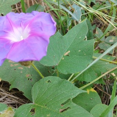Ipomoea villifera