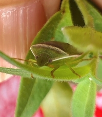 Piezodorus oceanicus