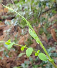 Lathyrus vestitus