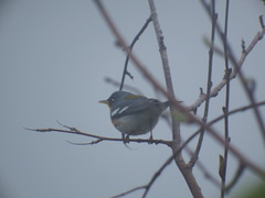 Setophaga americana image