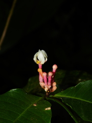 Tabernaemontana undulata