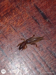 Neocurtilla
