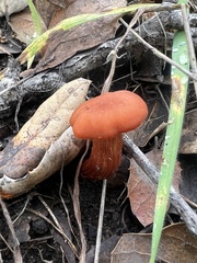 Lactarius rufulus