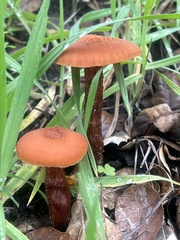 Lactarius rufulus