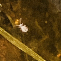 Sminthurides aquaticus