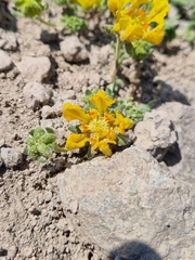 Loasa sigmoidea