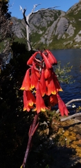 Blandfordia punicea