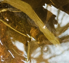 Sminthurides aquaticus