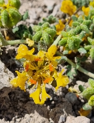Loasa sigmoidea