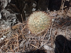 Mammillaria densispina
