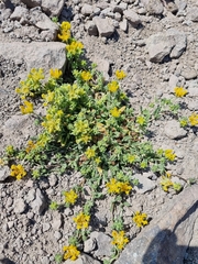Loasa sigmoidea