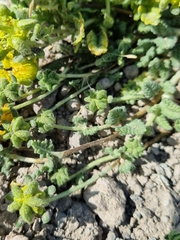Loasa sigmoidea