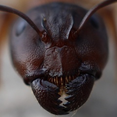 Camponotus sansabeanus