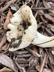 Russula cerolens