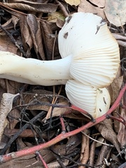 Russula cerolens