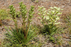 Aciphylla traversii