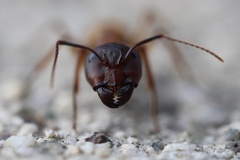 Camponotus sansabeanus