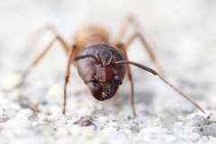 Camponotus sansabeanus