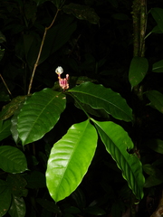 Tabernaemontana undulata