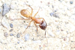 Camponotus sansabeanus