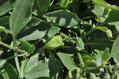 Physalis pumila hispida