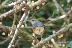 Turdus hortulorum