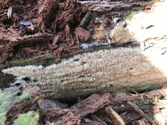 Wrightoporia austrosinensis