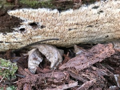 Wrightoporia austrosinensis