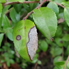 Phyllosticta vaccinii