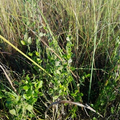 Baccharis glomeruliflora