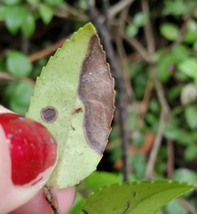 Phyllosticta vaccinii