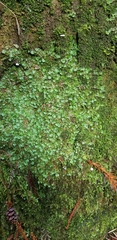 Lunularia cruciata