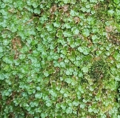 Lunularia cruciata