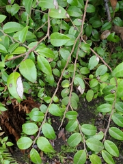 Phyllosticta vaccinii