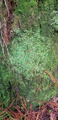 Lunularia cruciata