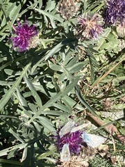 Cirsium eriophorum