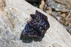 Cycloglypha thrasibulus