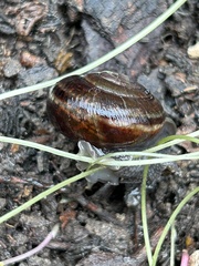 Helminthoglypta umbilicata