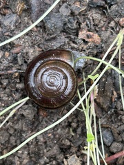Helminthoglypta umbilicata